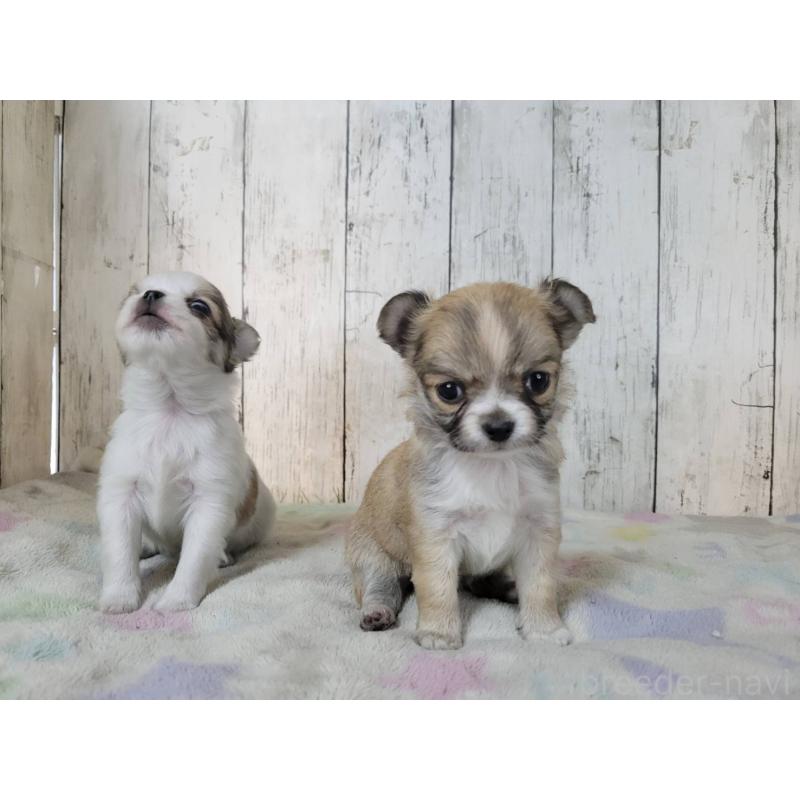 販売中の三重県のミックス犬-446658の3枚目