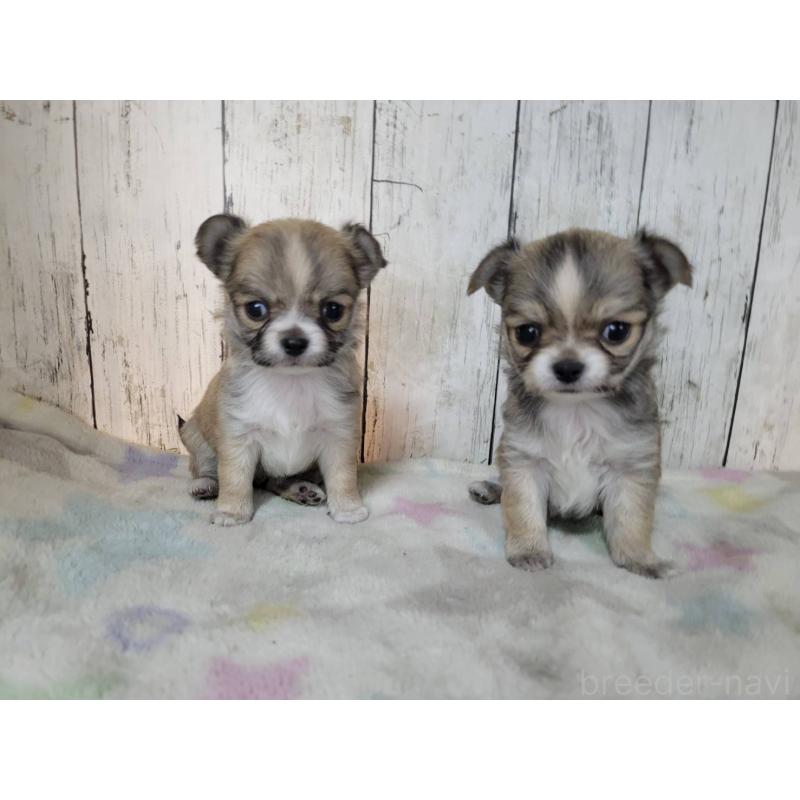 販売中の三重県のミックス犬-446658の2枚目