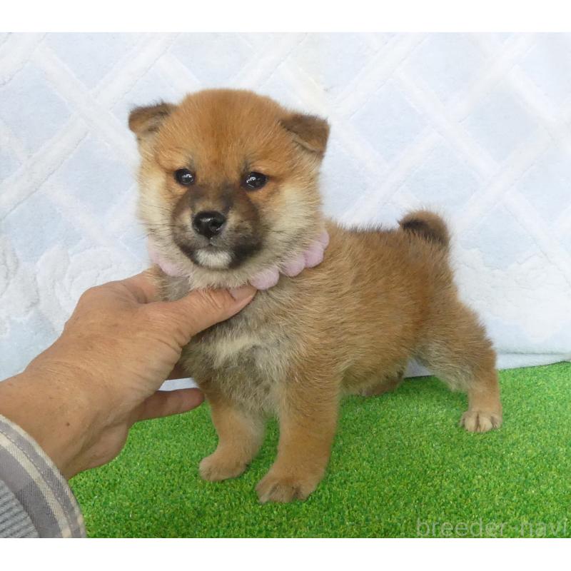 販売中の静岡県の柴犬-446659の5枚目