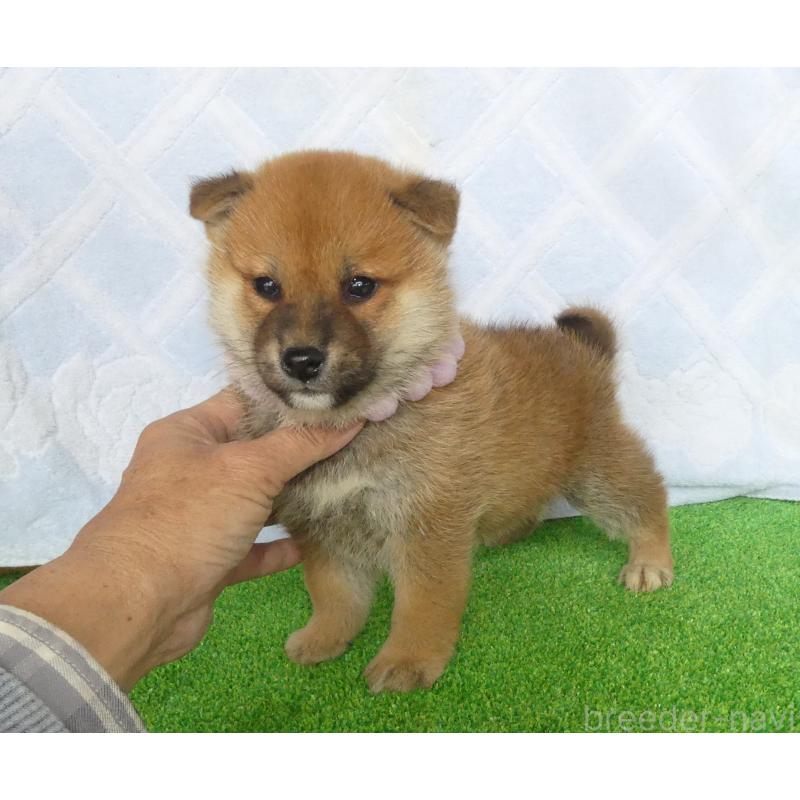 販売中の静岡県の柴犬-446659の4枚目