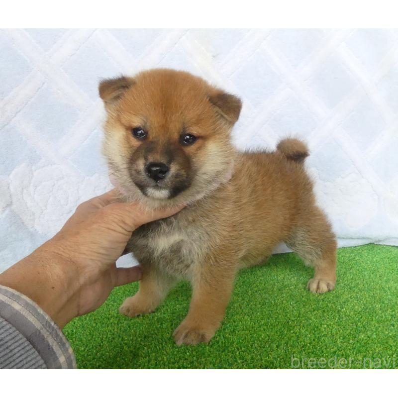 販売中の静岡県の柴犬-446659の3枚目