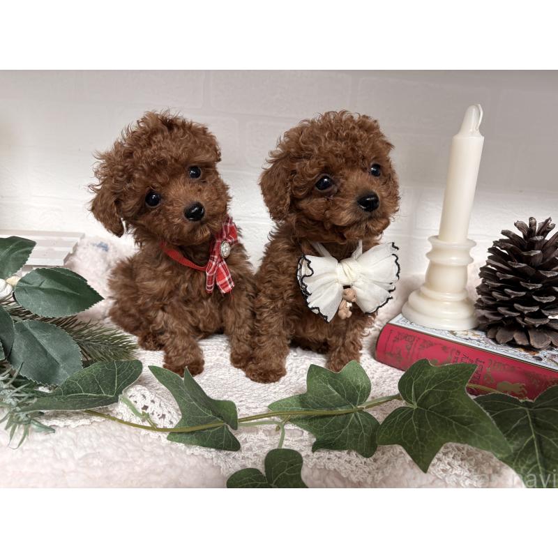 販売中の山梨県のトイプードル-446608の5枚目