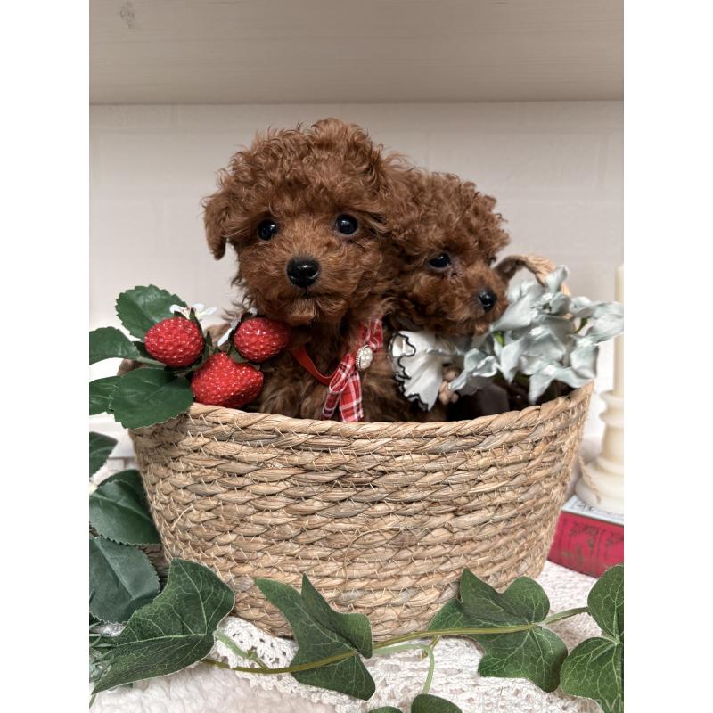 販売中の山梨県のトイプードル-446608の4枚目