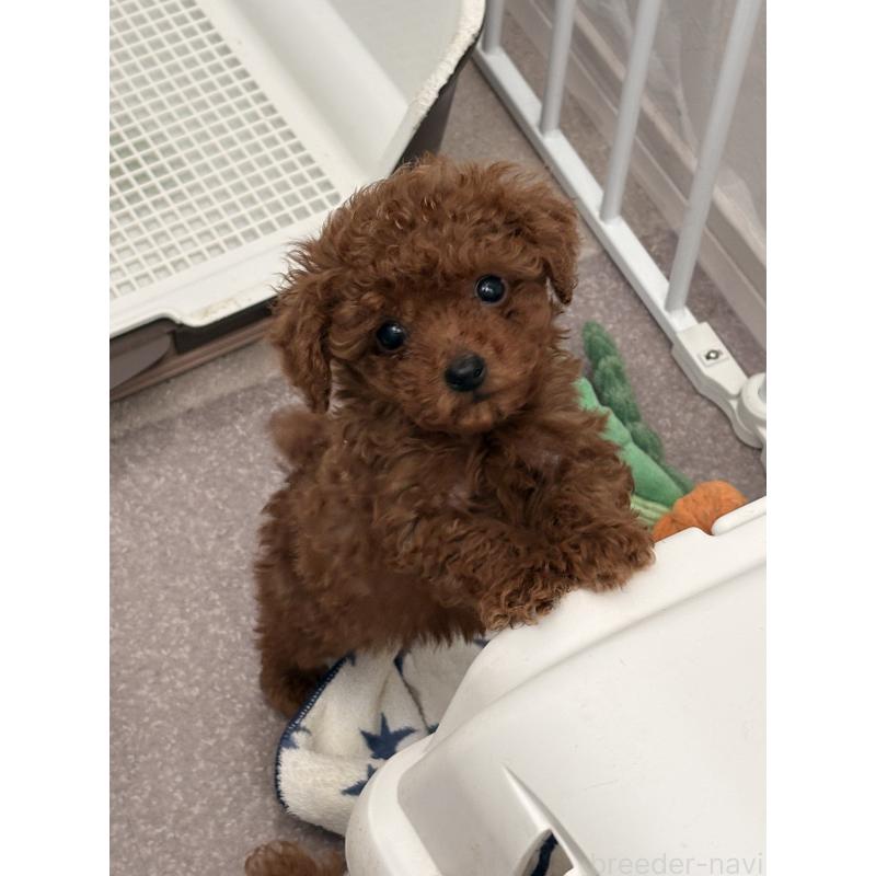 販売中の山梨県のトイプードル-446608の3枚目