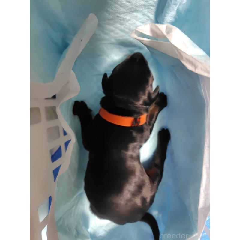 販売中の長野県のドーベルマン-446660の3枚目