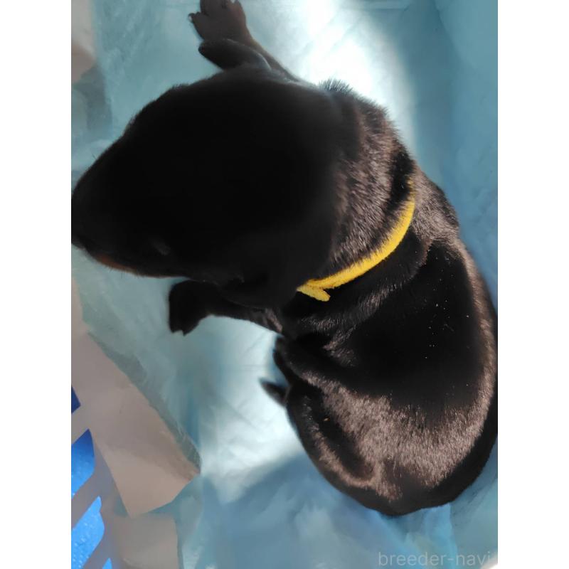 販売中の長野県のドーベルマン-446660の2枚目