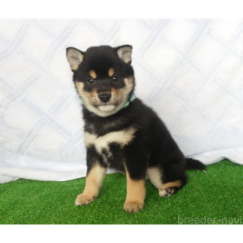 販売中の静岡県の豆柴-446665の5枚目