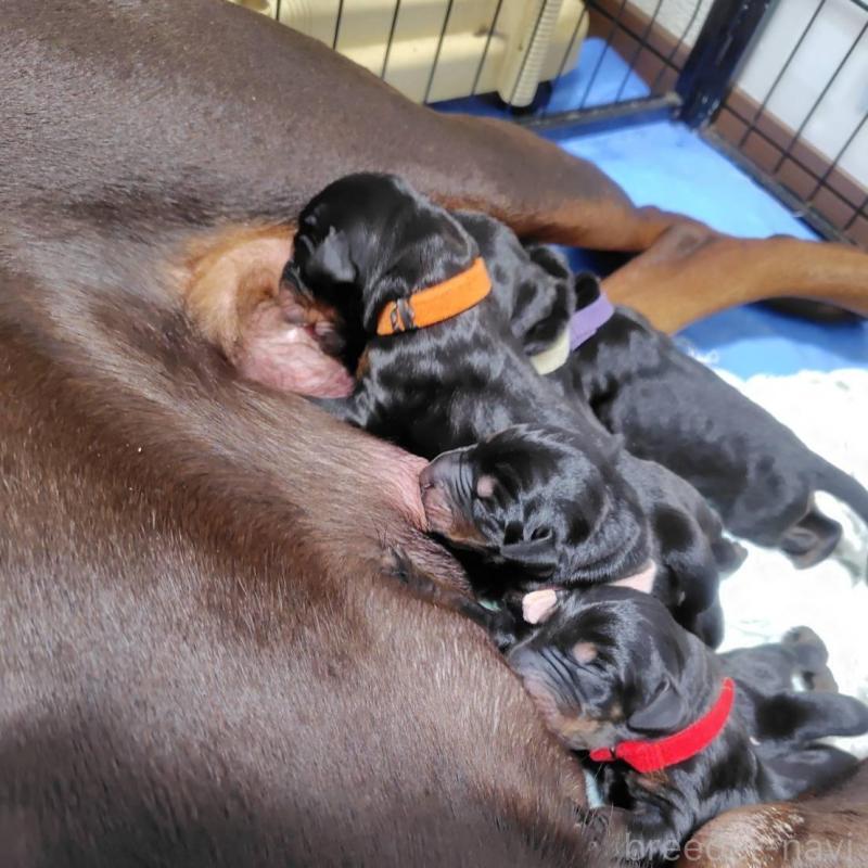 販売中の長野県のドーベルマン-446660の1枚目