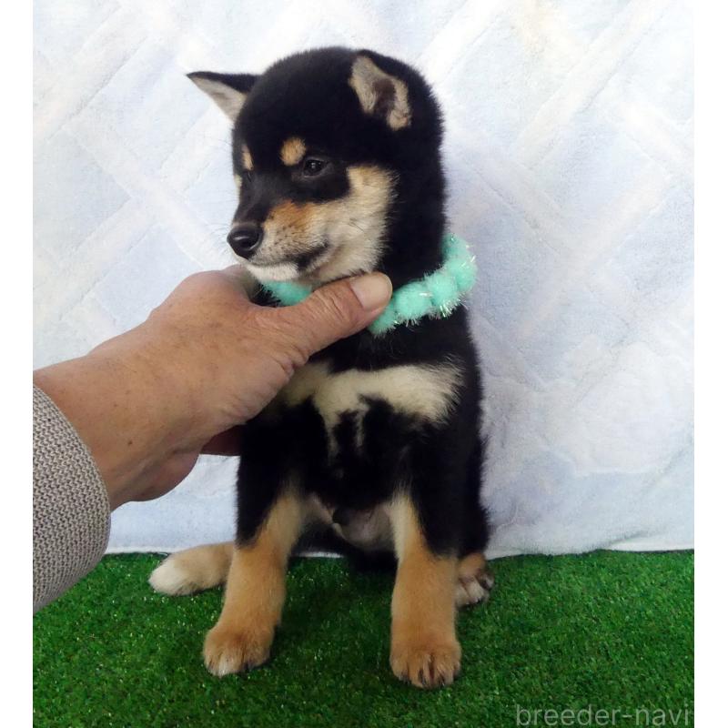 販売中の静岡県の豆柴-446665の3枚目