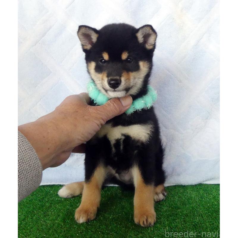 販売中の静岡県の豆柴-446665の2枚目