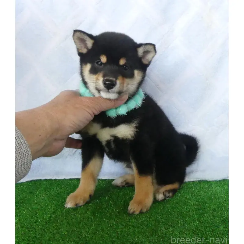 販売中の静岡県の豆柴-446665