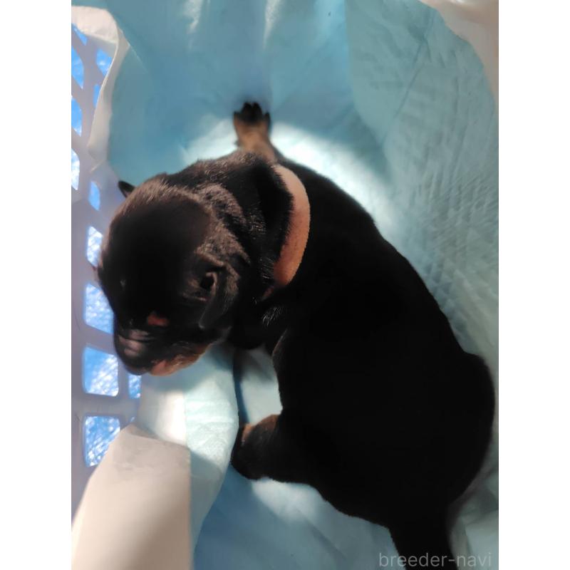 販売中の長野県のドーベルマン-446664の7枚目