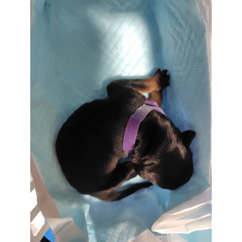 販売中の長野県のドーベルマン-446664の6枚目