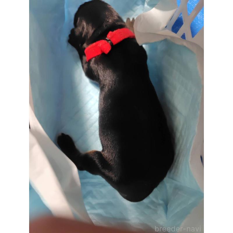 販売中の長野県のドーベルマン-446664の5枚目