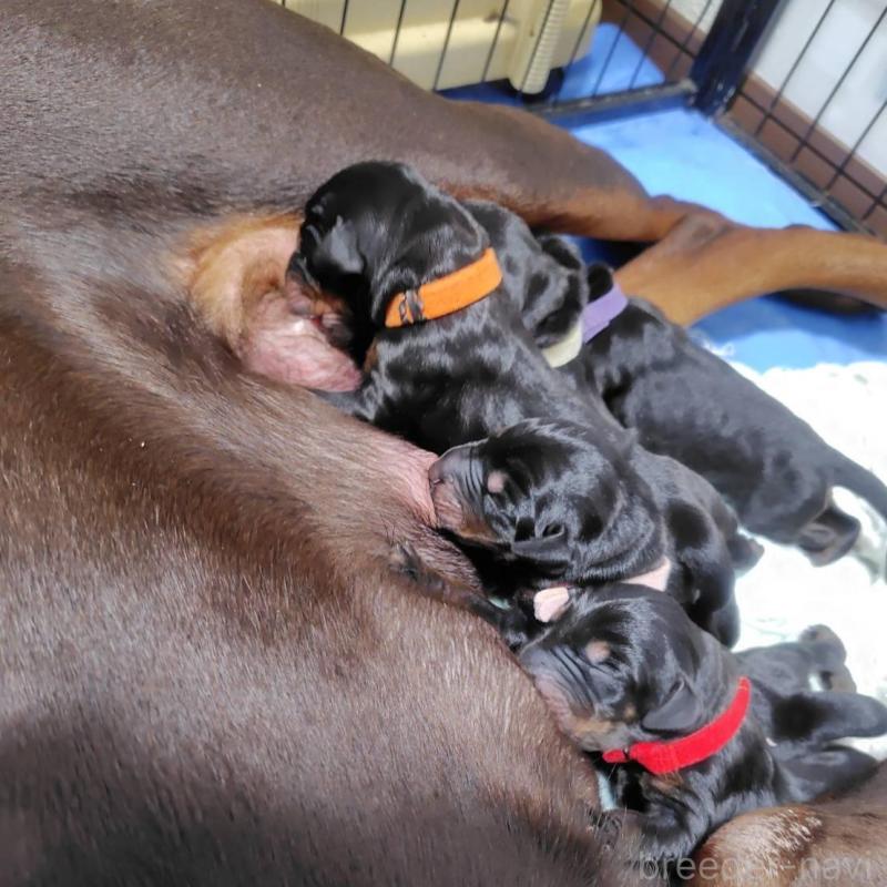 販売中の長野県のドーベルマン-446664の1枚目