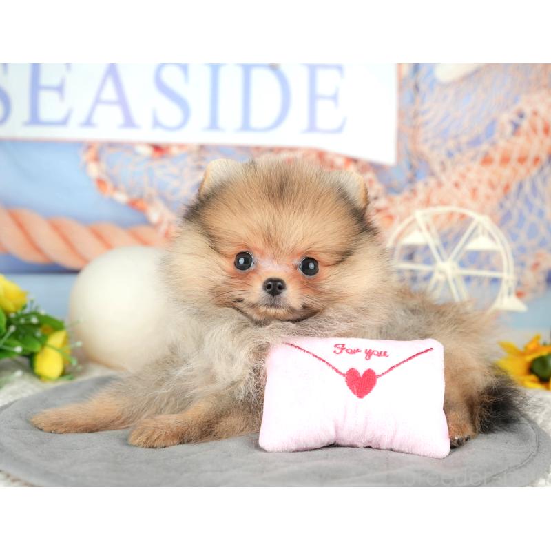 販売中の千葉県のポメラニアン-446667の7枚目