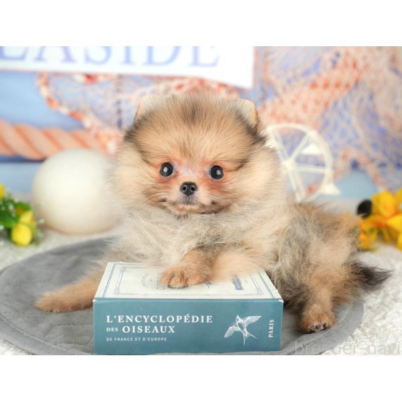 販売中の千葉県のポメラニアン-446667の6枚目