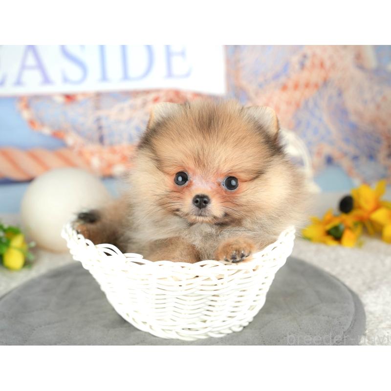 販売中の千葉県のポメラニアン-446667の5枚目