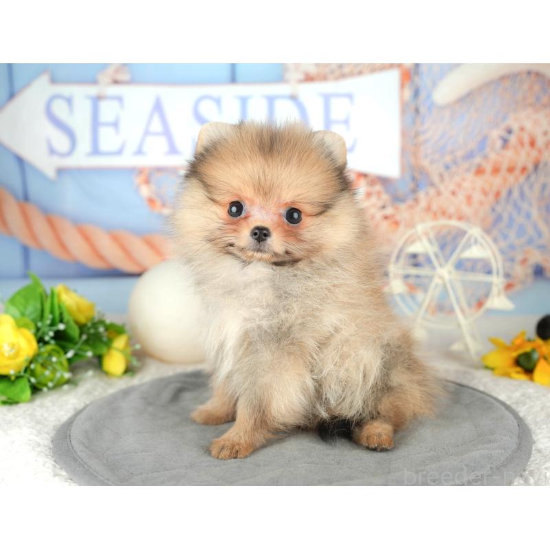 販売中の千葉県のポメラニアン-446667の4枚目