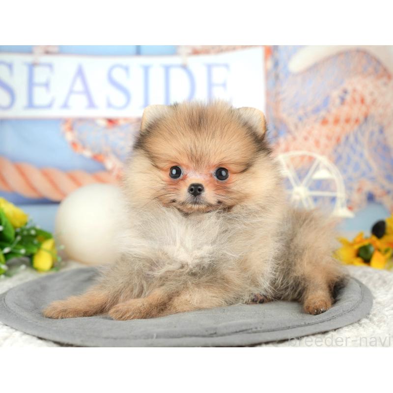 販売中の千葉県のポメラニアン-446667の2枚目