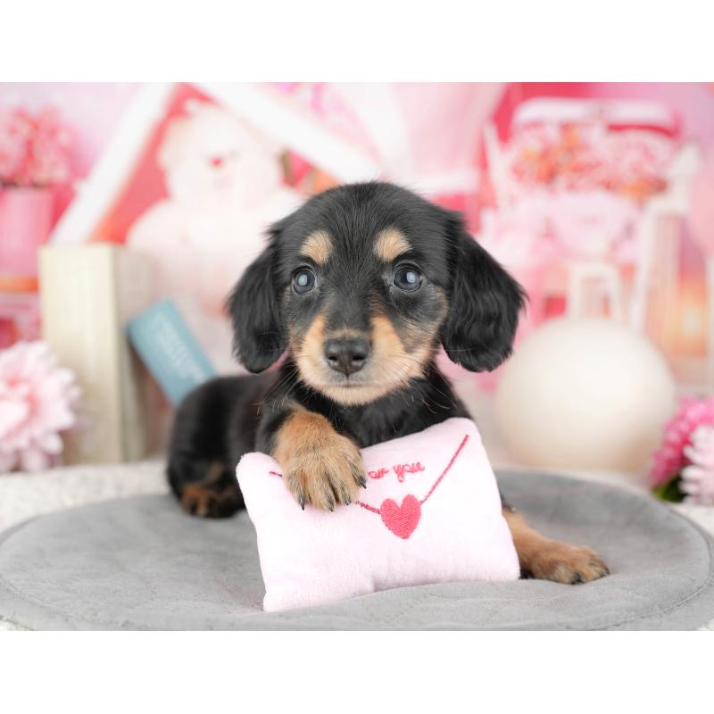 販売中の千葉県のミニチュアダックスフンド(ロングヘアード)-446671