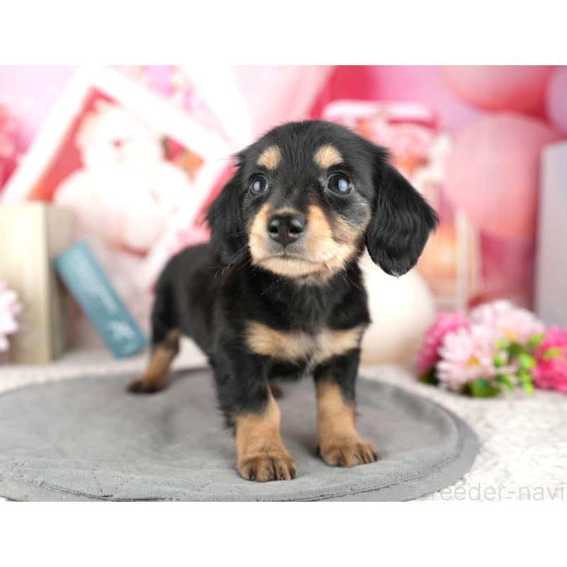 販売中の千葉県のミニチュアダックスフンド(ロングヘアード)-446671の9枚目