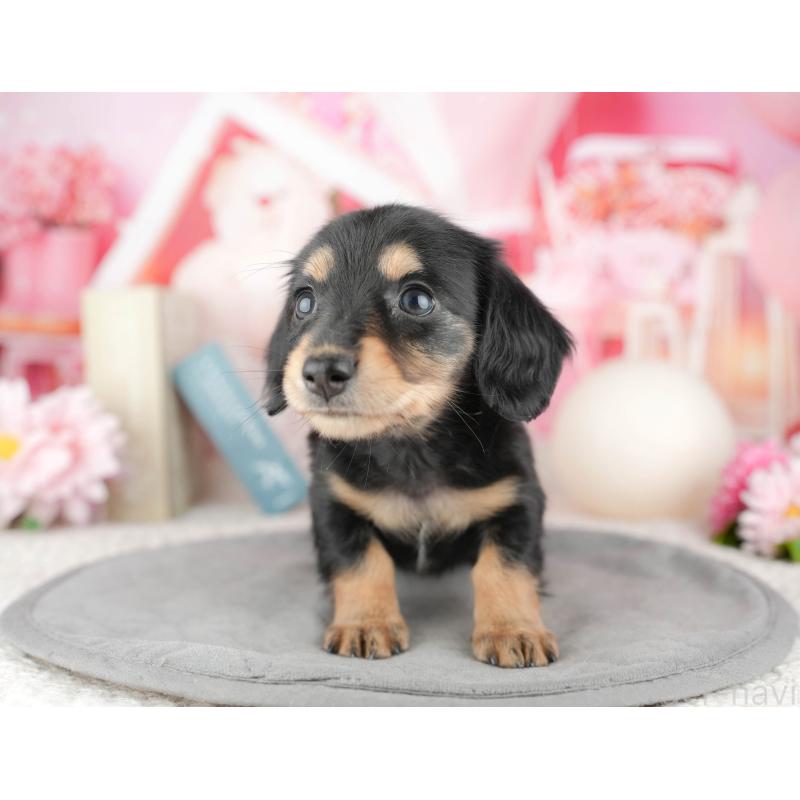 販売中の千葉県のミニチュアダックスフンド(ロングヘアード)-446671の8枚目