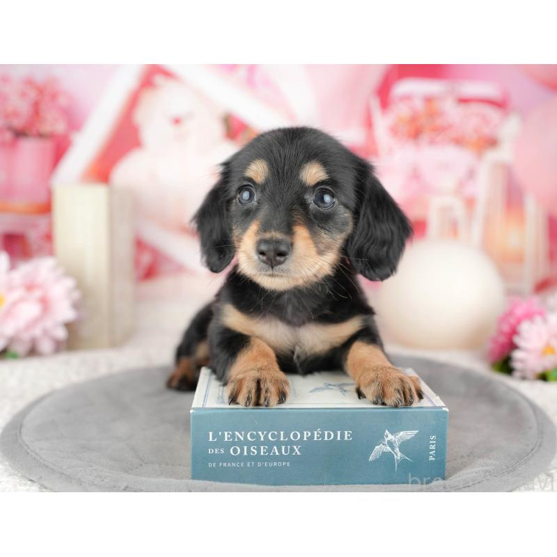 販売中の千葉県のミニチュアダックスフンド(ロングヘアード)-446671の7枚目