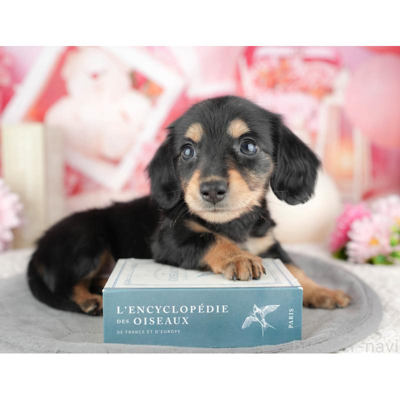 販売中の千葉県のミニチュアダックスフンド(ロングヘアード)-446671の6枚目