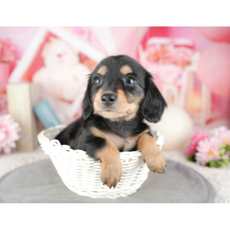 販売中の千葉県のミニチュアダックスフンド(ロングヘアード)-446671の5枚目