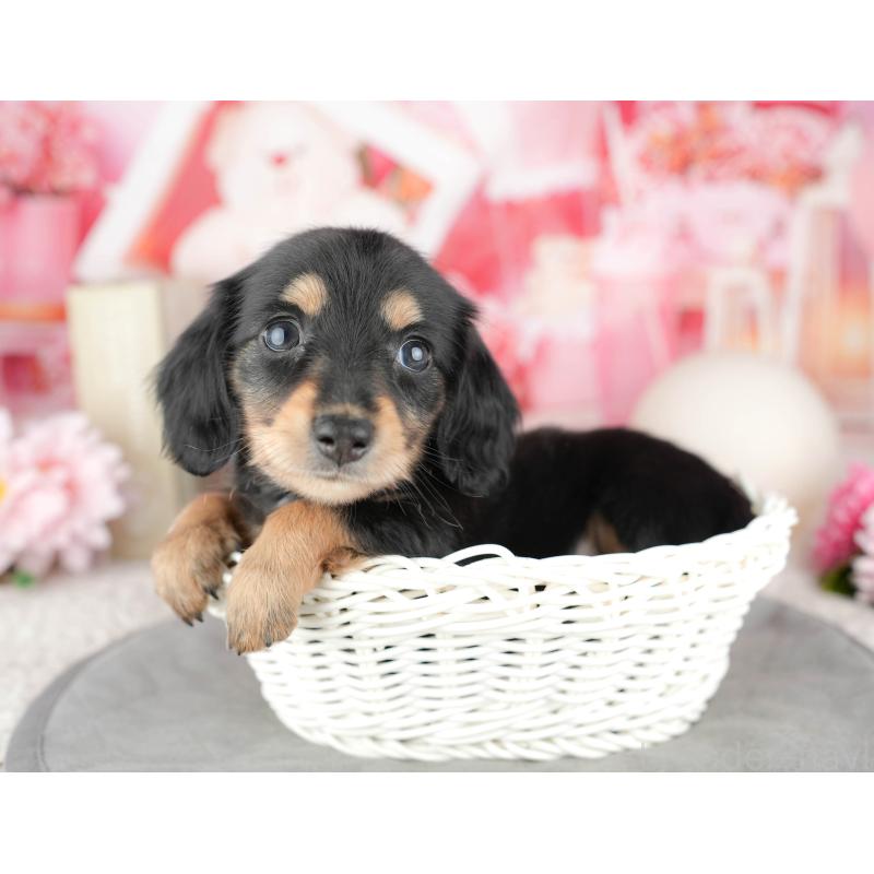 販売中の千葉県のミニチュアダックスフンド(ロングヘアード)-446671の4枚目