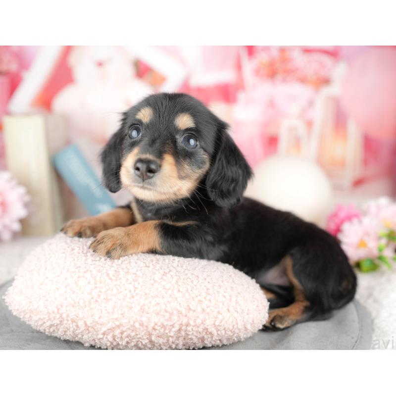 販売中の千葉県のミニチュアダックスフンド(ロングヘアード)-446671の3枚目