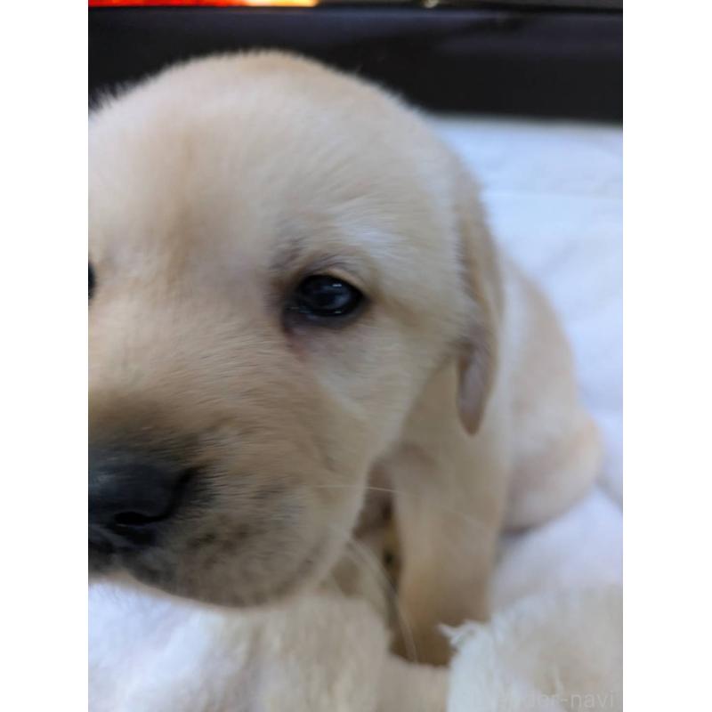 販売中の熊本県のミックス犬-446669の5枚目