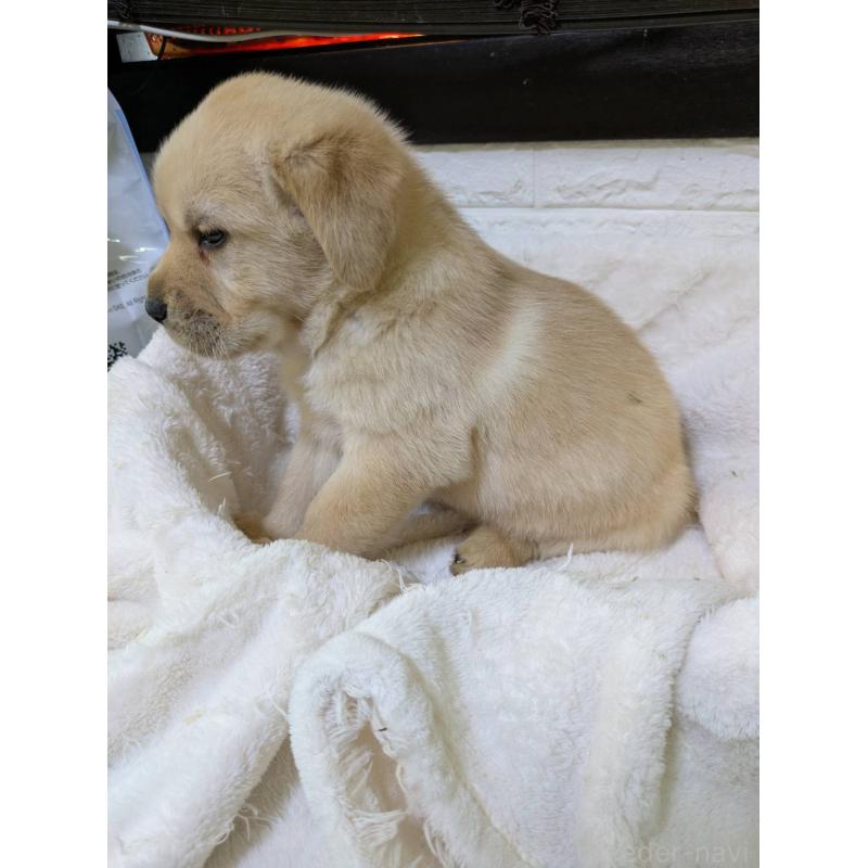 販売中の熊本県のミックス犬-446669の3枚目