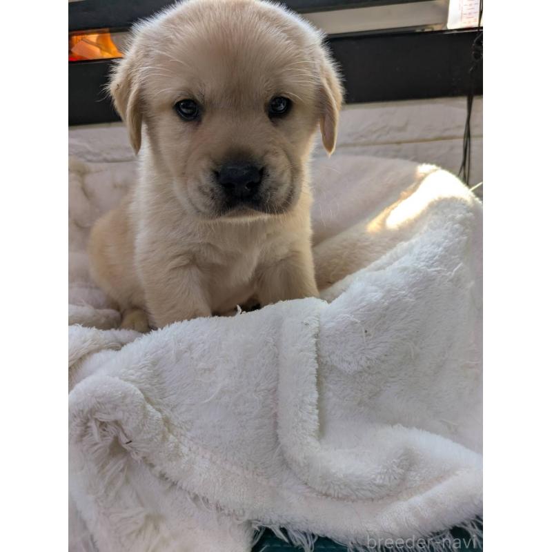 販売中の熊本県のミックス犬-446669の2枚目