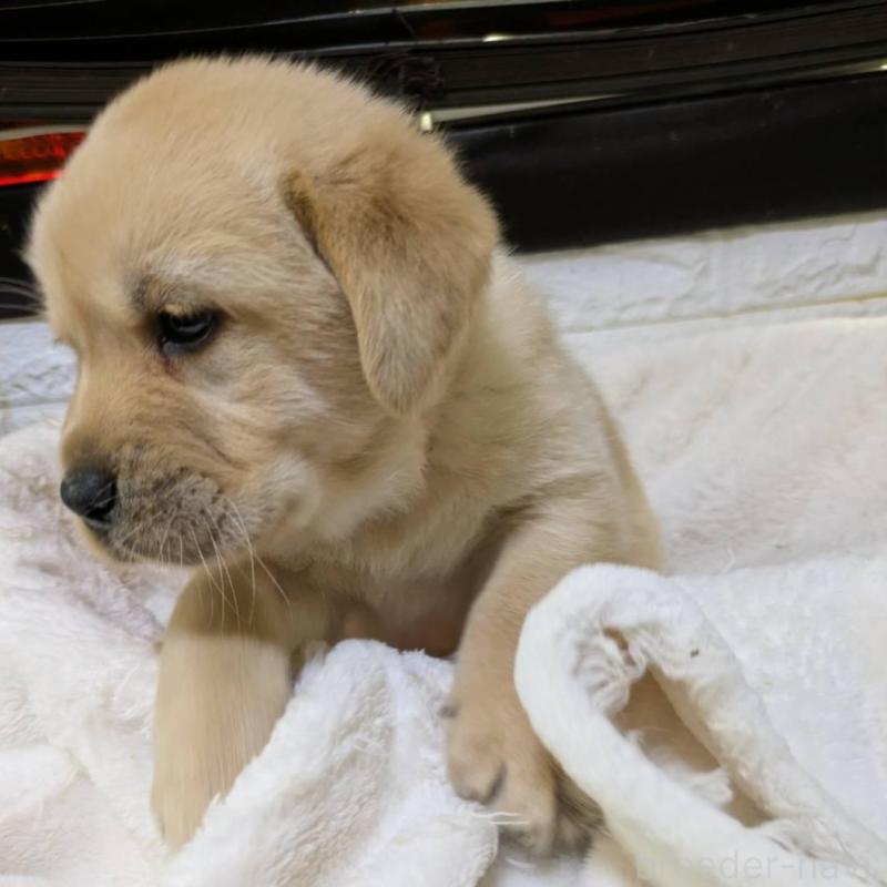 販売中の熊本県のミックス犬-446669の1枚目