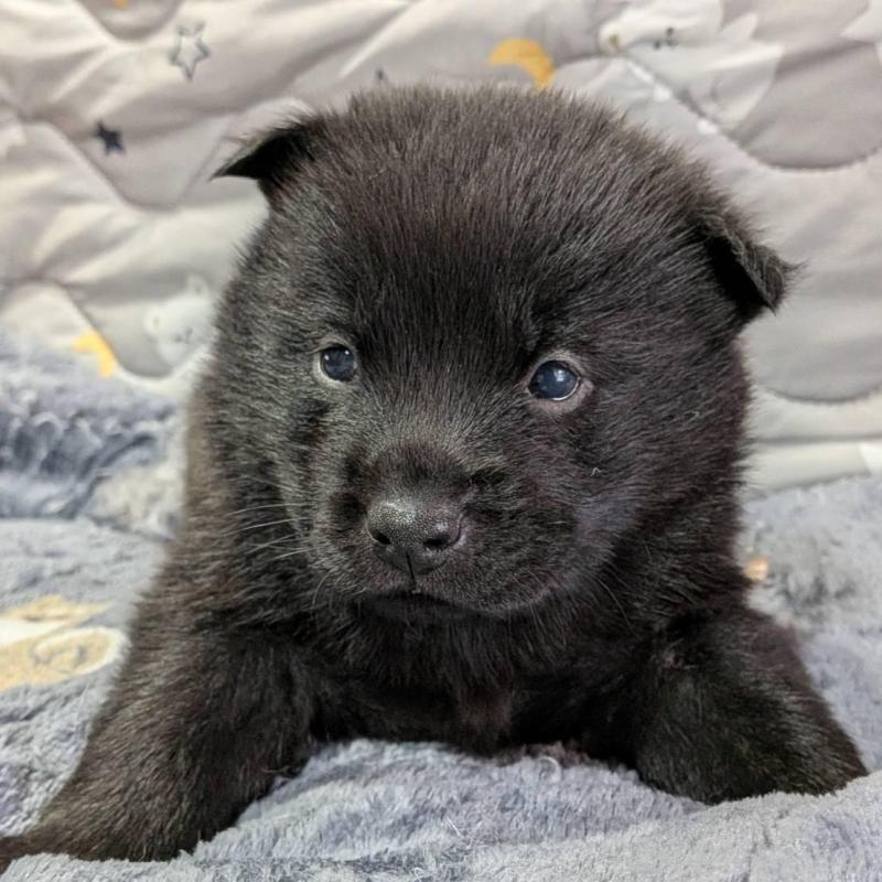 販売中の岡山県の甲斐犬-446672の6枚目