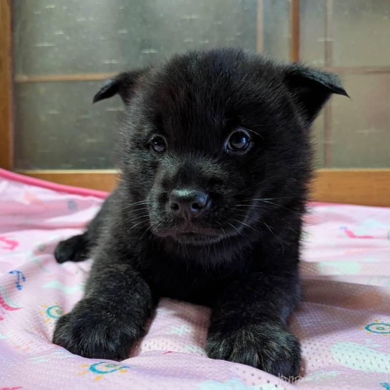 販売中の岡山県の甲斐犬-446672の7枚目