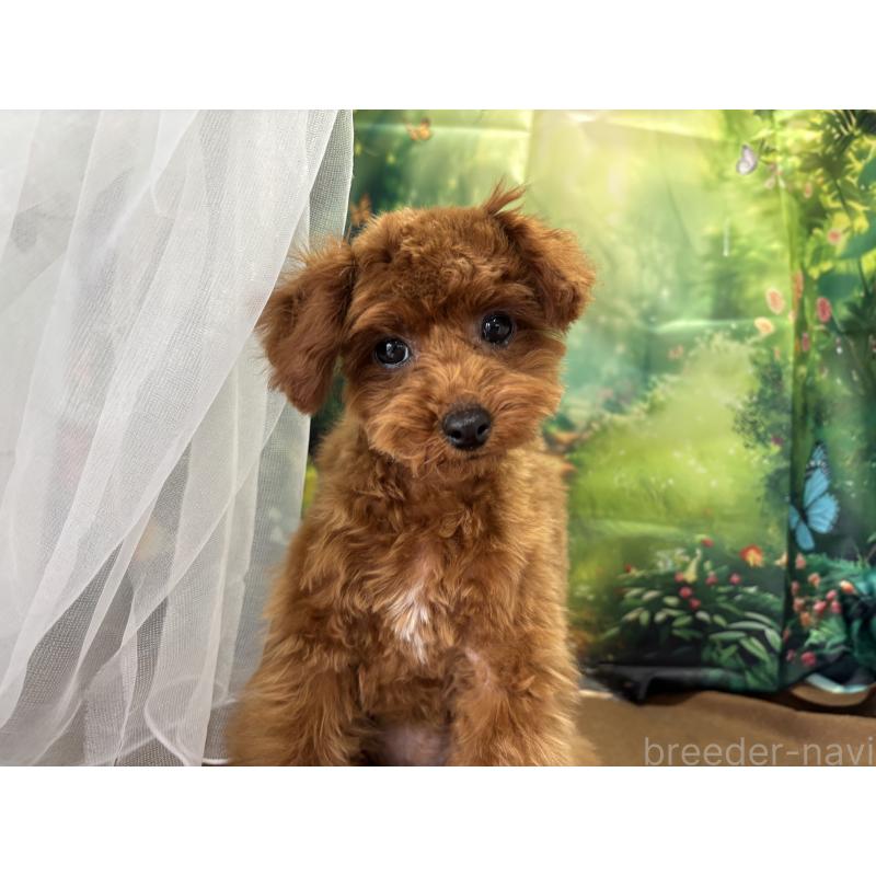 販売中の栃木県のタイニープードル-423222