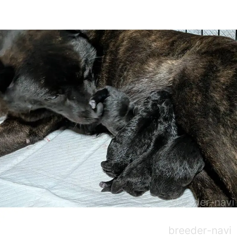 販売中の岡山県の甲斐犬-446672の3枚目