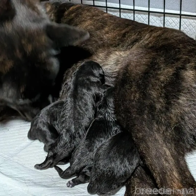 販売中の岡山県の甲斐犬-446672の2枚目