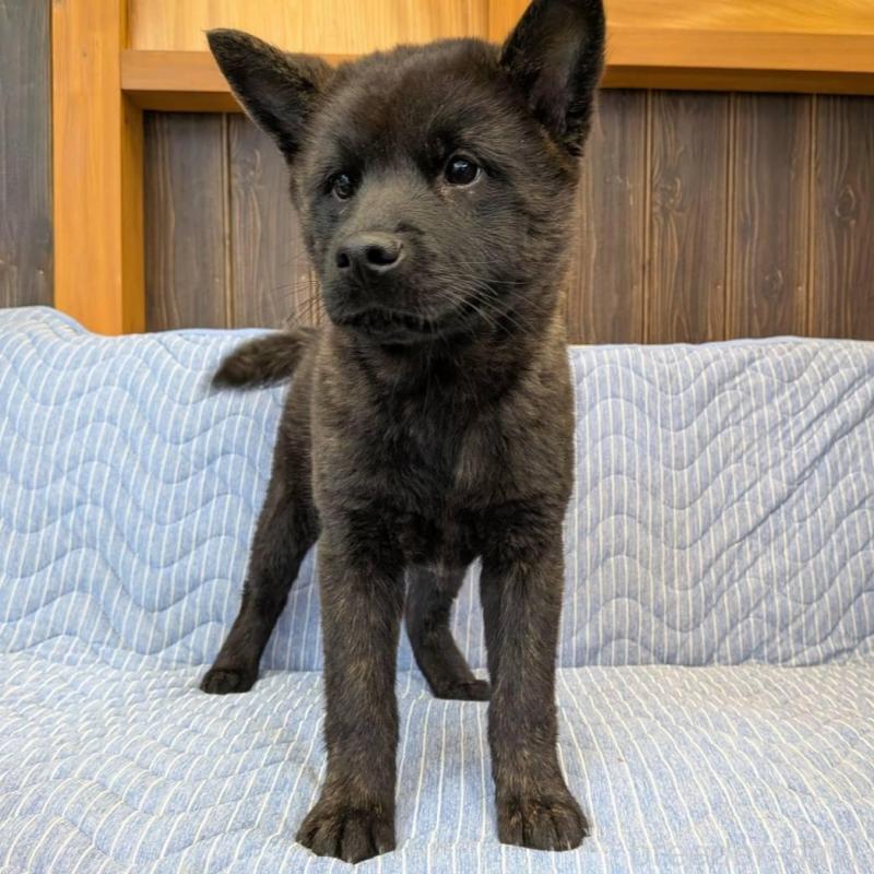 販売中の岡山県の甲斐犬-446672