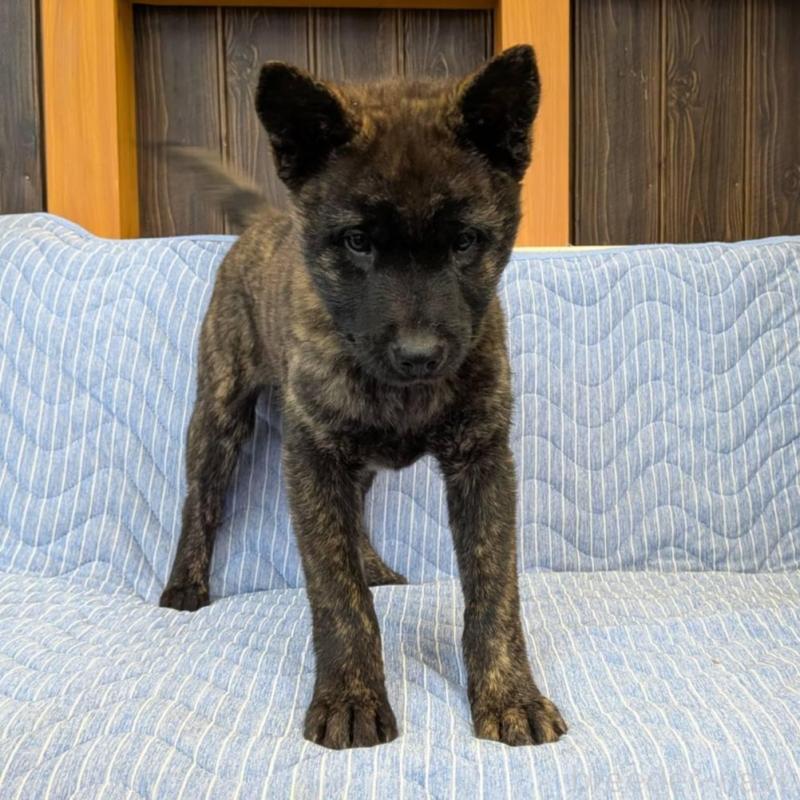 販売中の岡山県の甲斐犬-446675の1枚目