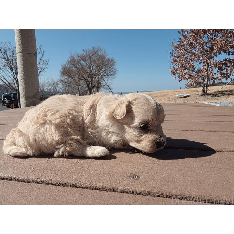 販売中の山口県のマルプー:マルチーズ×トイプードル-446681の4枚目