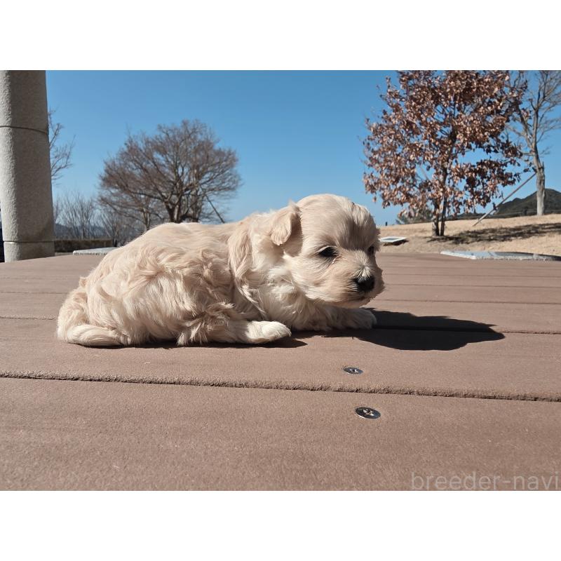 販売中の山口県のマルプー:マルチーズ×トイプードル-446681の3枚目