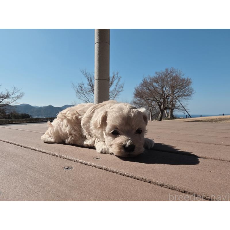 販売中の山口県のマルプー:マルチーズ×トイプードル-446681の2枚目