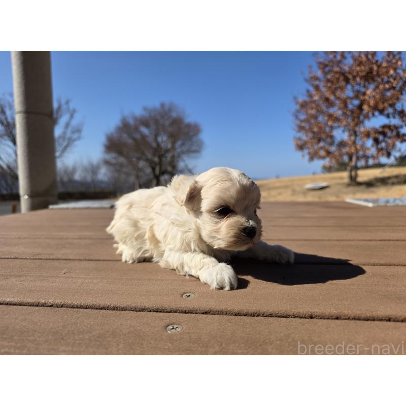 販売中の山口県のマルプー:マルチーズ×トイプードル-446685の5枚目