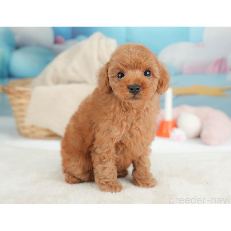 販売中の栃木県のトイプードル-446695の12枚目