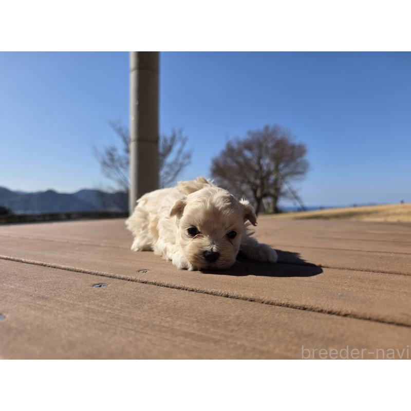 販売中の山口県のマルプー:マルチーズ×トイプードル-446685の4枚目