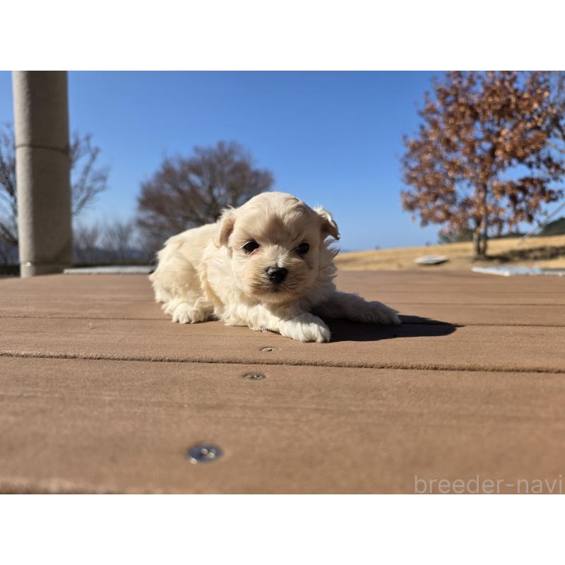 販売中の山口県のマルプー:マルチーズ×トイプードル-446685の3枚目